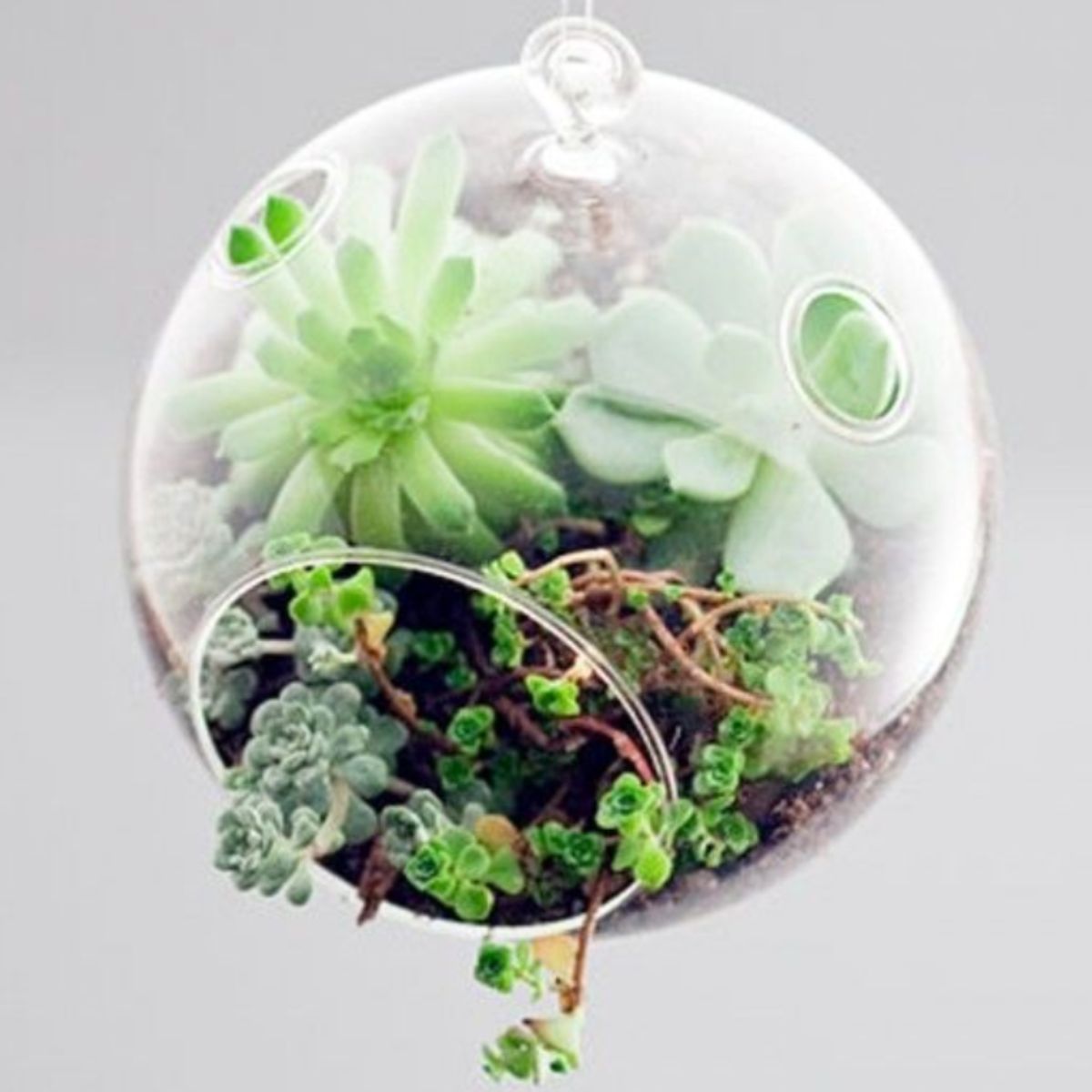 Mini Blown Glass Hanging Terrarium / Terrario Colgante Adornos / Embellishments Pepperell