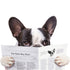 Joy Riders Dog Reading Window Cling / Cling Adherible para Ventanas Perro Leyendo Stickers Colorbok