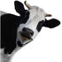 Joy Riders Cow Window Cling / Cling Adherible para Ventanas Vaca Descontinuado JustRite